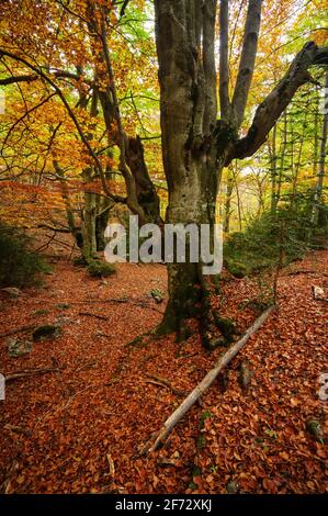 Buchenwald Fageda de Gresolet im Herbst (Katalonien, Spanien, Pyrenäen) ESP: Hayedo de la Umbría de Gresolet, en otoño (Berguedà, Cataluña, España) Stockfoto