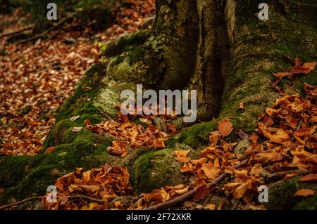 Buchenwald Fageda de Gresolet im Herbst (Katalonien, Spanien, Pyrenäen) ESP: Hayedo de la Umbría de Gresolet, en otoño (Berguedà, Cataluña, España) Stockfoto