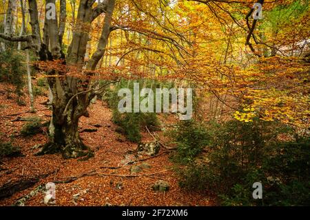 Buchenwald Fageda de Gresolet im Herbst (Katalonien, Spanien, Pyrenäen) ESP: Hayedo de la Umbría de Gresolet, en otoño (Berguedà, Cataluña, España) Stockfoto