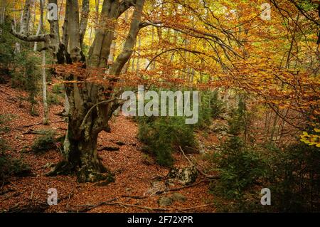 Buchenwald Fageda de Gresolet im Herbst (Katalonien, Spanien, Pyrenäen) ESP: Hayedo de la Umbría de Gresolet, en otoño (Berguedà, Cataluña, España) Stockfoto