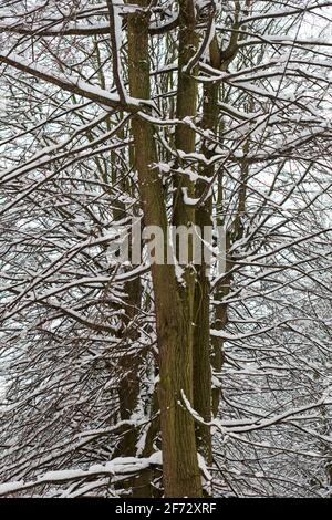 Laubbaum mit schneebedeckten Ästen im Wald. Gefrorene Baumrinde, eisiger Stamm und Äste, Winterwaldlandschaft. Stockfoto