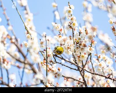 Ein japanisches weißes Auge, auch ein warbling weißes Auge oder Berg weißes Auge, Zosterops japonicus genannt, steht zwischen den Pflaumenblüten des frühen Frühlings Stockfoto