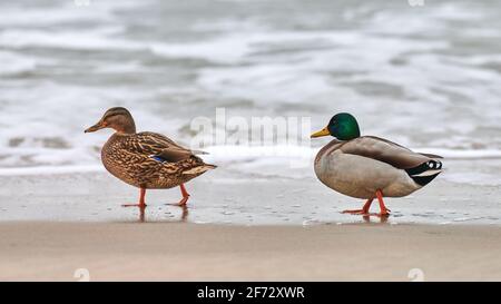 Zwei Stockenten Wasservögel, die in der Nähe der Ostsee wandern. Nahaufnahme von Anas platyrhynchos, Stockente. Paar Trennung Konzept. Stockfoto