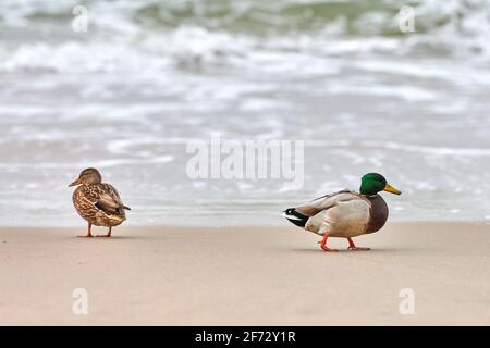 Zwei Stockenten Wasservögel, die in der Nähe der Ostsee wandern. Nahaufnahme von Anas platyrhynchos, Stockente. Paar Trennung Konzept. Stockfoto