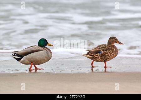 Zwei Stockenten Wasservögel, die in der Nähe der Ostsee wandern. Nahaufnahme von Anas platyrhynchos, Stockente. Paar Trennung Konzept. Stockfoto