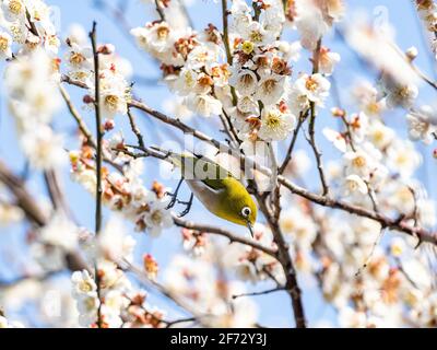 Ein japanisches weißes Auge, auch ein warbling weißes Auge oder Berg weißes Auge, Zosterops japonicus genannt, steht zwischen den Pflaumenblüten des frühen Frühlings Stockfoto