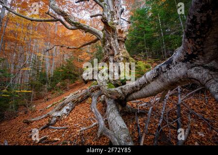 Faig Gros de les Molleres monumentaler Baum, im Gesolet-Buchenwald, im Herbst (Berguedà, Katalonien, Spanien, Pyrenäen) Stockfoto