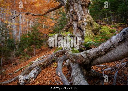 Faig Gros de les Molleres monumentaler Baum, im Gesolet-Buchenwald, im Herbst (Berguedà, Katalonien, Spanien, Pyrenäen) Stockfoto