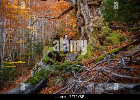 Faig Gros de les Molleres monumentaler Baum, im Gesolet-Buchenwald, im Herbst (Berguedà, Katalonien, Spanien, Pyrenäen) Stockfoto