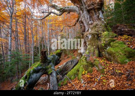 Faig Gros de les Molleres monumentaler Baum, im Gesolet-Buchenwald, im Herbst (Berguedà, Katalonien, Spanien, Pyrenäen) Stockfoto