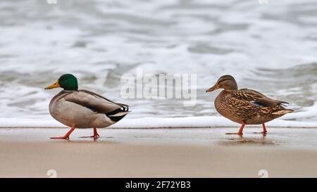 Zwei Stockenten Wasservögel, die in der Nähe der Ostsee wandern. Nahaufnahme von Anas platyrhynchos, Stockente. Paar Trennung Konzept. Stockfoto