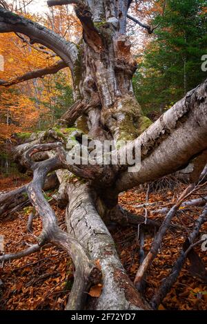 Faig Gros de les Molleres monumentaler Baum, im Gesolet-Buchenwald, im Herbst (Berguedà, Katalonien, Spanien, Pyrenäen) Stockfoto