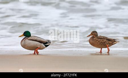 Zwei Stockenten Wasservögel, die in der Nähe der Ostsee wandern. Nahaufnahme von Anas platyrhynchos, Stockente. Paar Trennung Konzept. Stockfoto