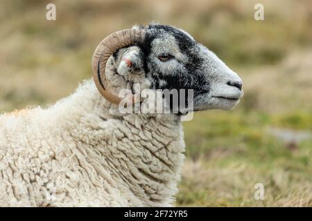 Swaledale Ewe im Frühling. Nahaufnahme von Kopf, Schultern und lockigen Hörnern der Schafe. Nach rechts mit unscharfem Hintergrund. Swaledale Schafe sind nati Stockfoto