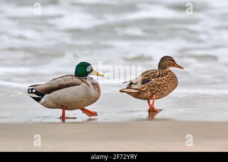 Zwei Stockenten Wasservögel, die in der Nähe der Ostsee wandern. Nahaufnahme von Anas platyrhynchos, Stockente. Paar Trennung Konzept. Stockfoto