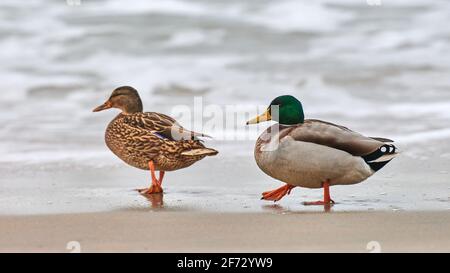 Zwei Stockenten Wasservögel, die in der Nähe der Ostsee wandern. Nahaufnahme von Anas platyrhynchos, Stockente. Paar Trennung Konzept. Stockfoto