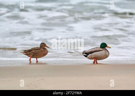 Zwei Stockenten Wasservögel, die in der Nähe der Ostsee wandern. Nahaufnahme von Anas platyrhynchos, Stockente. Paar Trennung Konzept. Stockfoto