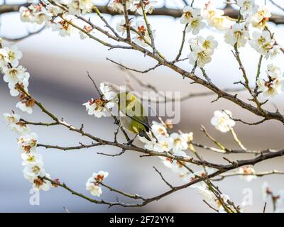 Ein japanisches weißes Auge, auch ein warbling weißes Auge oder Berg weißes Auge, Zosterops japonicus genannt, steht zwischen den Pflaumenblüten des frühen Frühlings Stockfoto