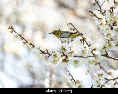 Ein japanisches weißes Auge, auch ein warbling weißes Auge oder Berg weißes Auge, Zosterops japonicus genannt, steht zwischen den Pflaumenblüten des frühen Frühlings Stockfoto