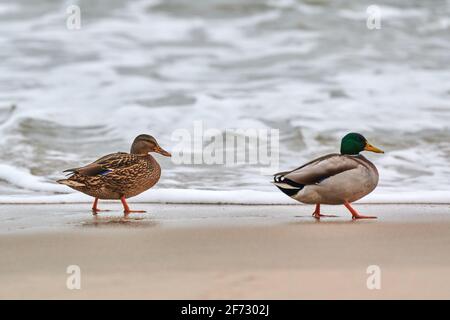 Zwei Stockenten Wasservögel, die in der Nähe der Ostsee wandern. Nahaufnahme von Anas platyrhynchos, Stockente. Paar Trennung Konzept. Stockfoto