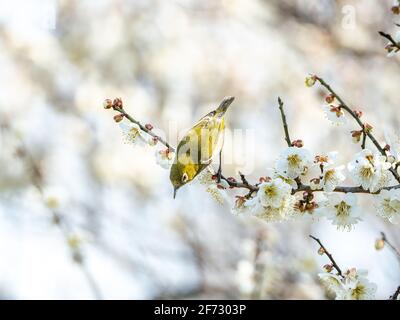Ein japanisches weißes Auge, auch ein warbling weißes Auge oder Berg weißes Auge, Zosterops japonicus genannt, steht zwischen den Pflaumenblüten des frühen Frühlings Stockfoto