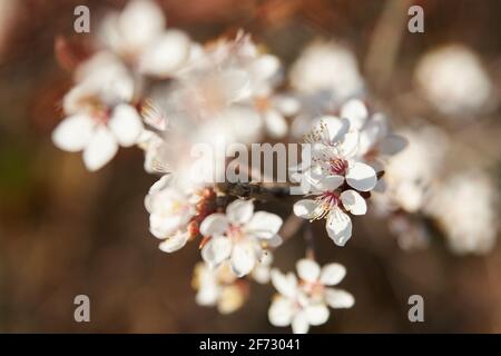 Ein Zweig japanischer blühender Blumen im Frühling. Stockfoto