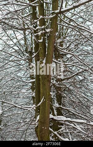 Laubbaum mit schneebedeckten Ästen im Wald. Gefrorene Baumrinde, eisiger Stamm und Äste, Winterwaldlandschaft. Stockfoto