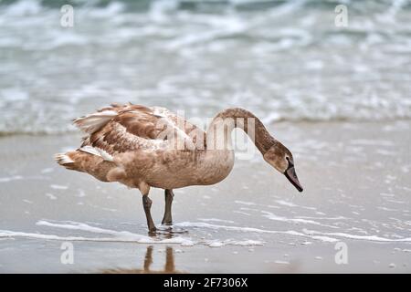 Junger brauner weißer Schwan, der auf dem Meer füttert und anfischt. Schwanenschnecke mit braunen Federn auf der Suche nach Nahrung. Stummer Schwan, lateinischer Name Cygnus olor. Stockfoto