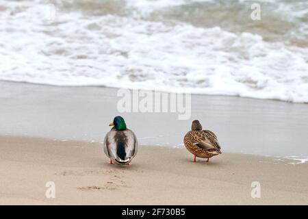 Zwei Stockenten Wasservögel, die in der Nähe der Ostsee wandern. Nahaufnahme von Anas platyrhynchos, Stockente. Paar Trennung Konzept. Stockfoto