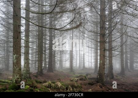 Fichtenwald stirbt durch Rindenkäfer-Befall, dichter Nebel, Nationalpark Harz, bei Braunlage, Niedersachsen, Deutschland Stockfoto
