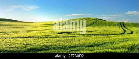 Endlose grüne Gerstenfelder im Frühling, Gasse, blauer Himmel, Hügel, Naturpark Niedersaalental, Saalekreis, Sachsen-Anhalt, Deutschland Stockfoto