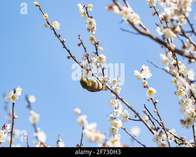 Ein japanisches weißes Auge, auch ein warbling weißes Auge oder Berg weißes Auge, Zosterops japonicus genannt, steht zwischen den Pflaumenblüten des frühen Frühlings Stockfoto