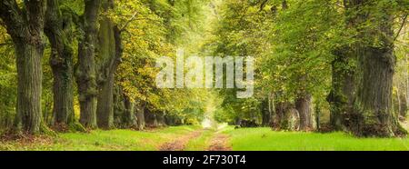 Lindenallee im Herbst, Panorama, Thüringen, Deutschland Stockfoto