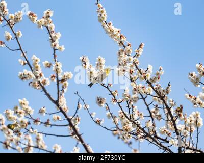 Ein japanisches weißes Auge, auch ein warbling weißes Auge oder Berg weißes Auge, Zosterops japonicus genannt, steht zwischen den Pflaumenblüten des frühen Frühlings Stockfoto