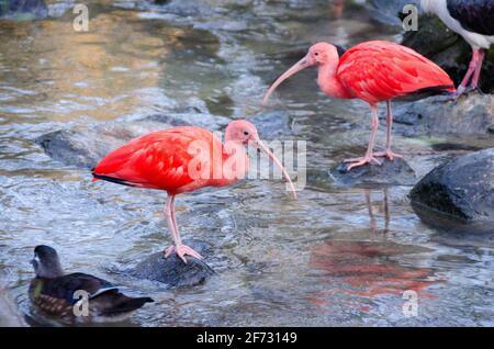 Vögel des scharlachroten Ibis in freier Wildbahn. Scharlachrote Ibis geht vor der Kulisse des Teiches. Stockfoto