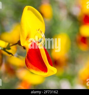 Besen (Cytisus scoparius), Blüte in gelb und rot, Sachsen, Deutschland Stockfoto