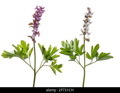 Rot-weiß blühender, hohler Lerchensporn (Corydalis Cava) auf weißem Grund, Deutschland Stockfoto