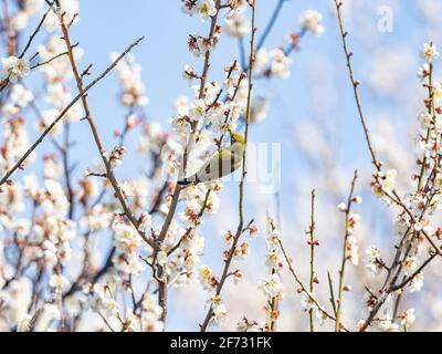 Ein japanisches weißes Auge, auch ein warbling weißes Auge oder Berg weißes Auge, Zosterops japonicus genannt, steht zwischen den Pflaumenblüten des frühen Frühlings Stockfoto