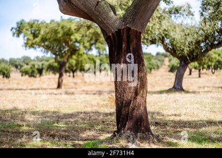 Entkleidete Rinde aus Korkeiche auf der Plantage in Alentejo, Portugal Stockfoto