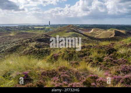 Heidenlandschaft, Blick von der Uwe-Düne, Leuchtturm langer Christian, Dünen und Strand, Kampen, Sylt, Nordfriesische Insel, Nordsee, Nordfriesland Stockfoto