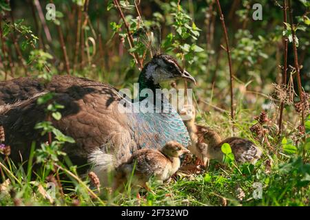 Pfauenhenne mit 1 Tag alten Küken (Pavo cristatus) Stockfoto