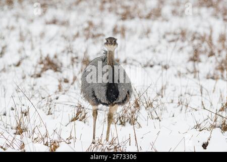 Nandu (Rhea americana), im Schnee, Mecklenburg-Vorpommern, Deutschland Stockfoto