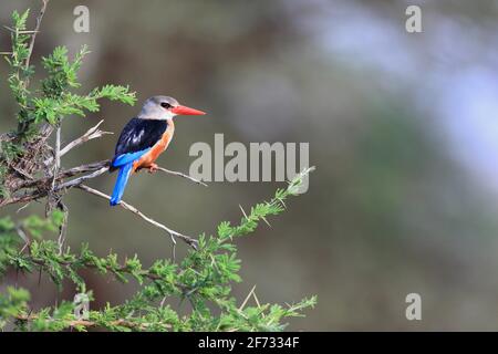 Malachit-Eisvögel (Corythornis cristatus), Samburu National Reserve, Kenia Stockfoto