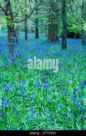 Bluebells in einem Wald in Cornwall, England, Großbritannien Stockfoto