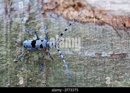 Rosalia longicorn (Rosalia alpina), Buche, Bad Urach, Baden-Württemberg, Deutschland Stockfoto