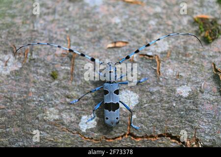 Rosalia longicorn (Rosalia alpina), Buche, Bad Urach, Baden-Württemberg, Deutschland Stockfoto