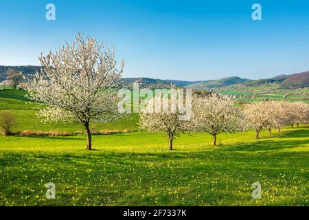 Landschaft im Frühjahr mit blühenden Kirschbäumen, Wiese mit Primula veris, bei Witzenhausen, Hessen, Deutschland Stockfoto