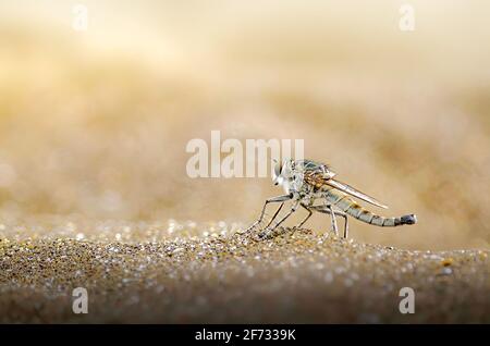 Robberfly im Sand, Assassin im Sand Stockfoto