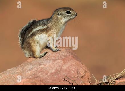 Weißschwanzantilopenhörnchen (Ammospermophilus leucurus), Utah, USA Stockfoto