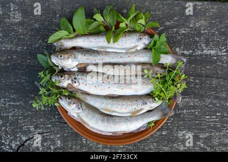 Volle Platte mit frisch gefangten Flussforellen oder Salmo trutta Fario mit Kräutern, Minze und Thymian auf altem Eichentisch, fertig zum Grillen Stockfoto